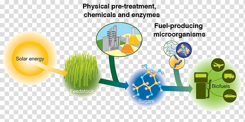 Lignocellulosic biomass Cellulosic ethanol Ethanol fuel Biofuel Bioenergy, synthetic bacteria transparent background PNG clipart