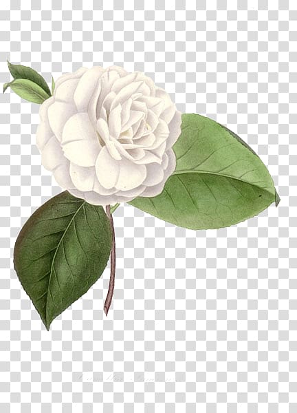 Centifolia roses Camellia Art Architecture Cut flowers, others transparent background PNG clipart