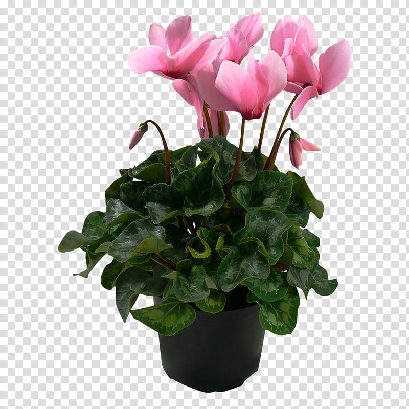 Cyclamen Houseplant Flowerpot, Pot plant transparent background PNG clipart