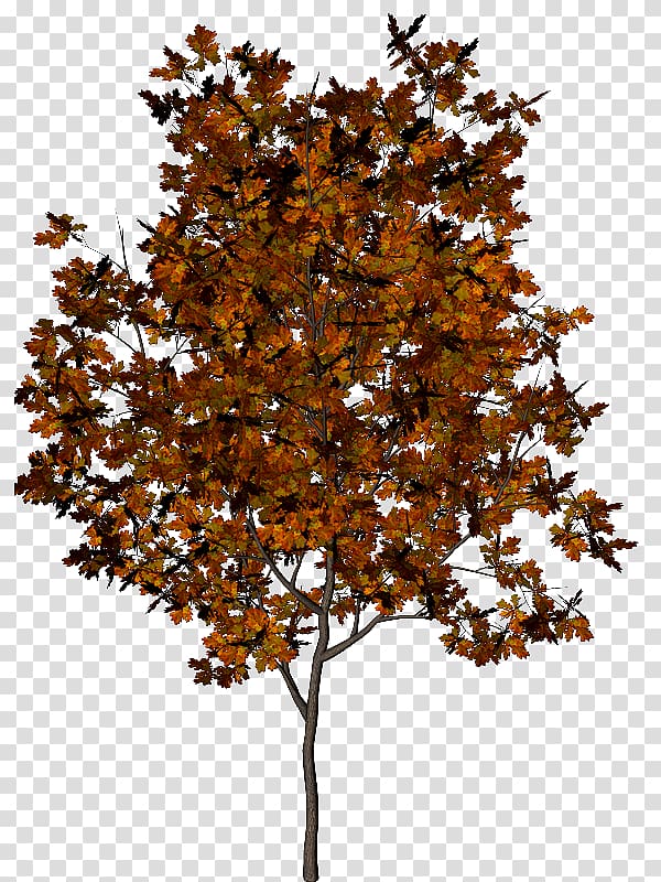 Tree Autumn Leaf Pinus halepensis, falling feathers transparent background PNG clipart