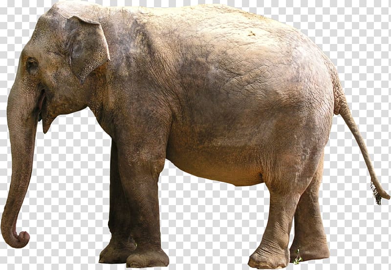 Indian elephant African elephant, Tusker transparent background PNG clipart