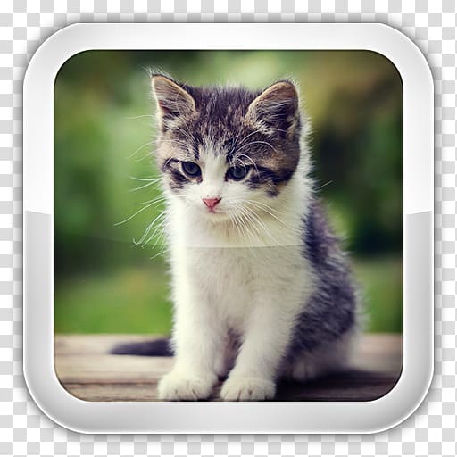 Kitten American Bobtail Cat Food Japanese Bobtail Pet, kitten transparent background PNG clipart