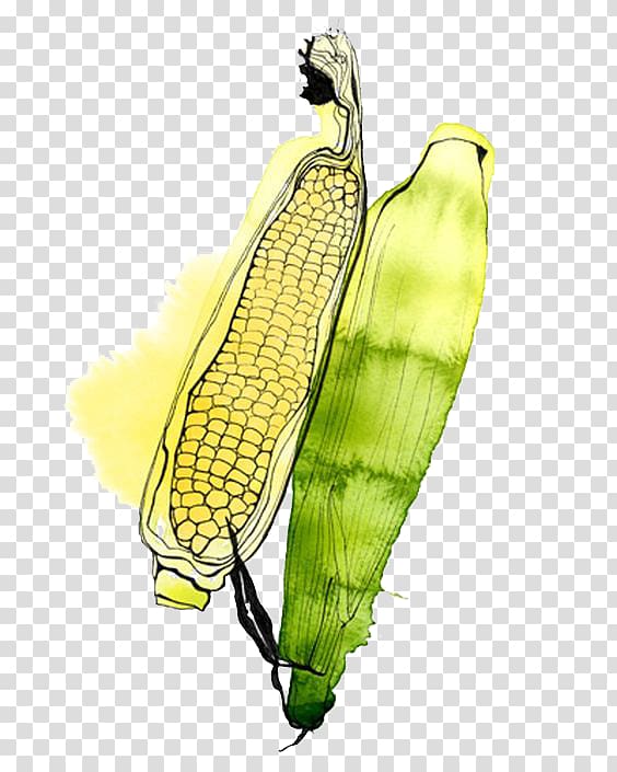 Watercolor painting Illustrator Fruit Illustration, corn transparent background PNG clipart