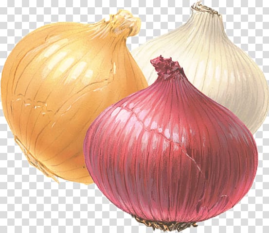 White onion Yellow onion Red onion Fried onion, onion transparent background PNG clipart