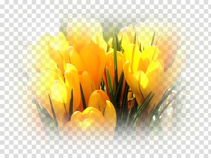 Crocus flavus Autumn Crocus Flower Sternbergia Krokus, crocuses transparent background PNG clipart