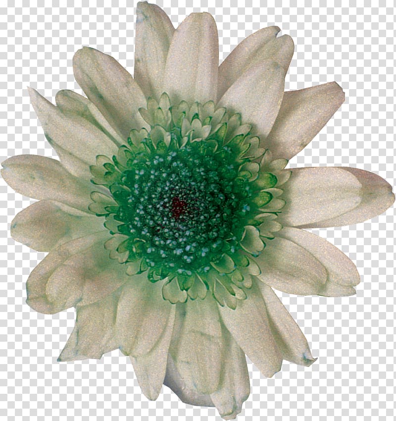 Cut flowers Chrysanthemum Daisy family White, chrysanthemum transparent background PNG clipart