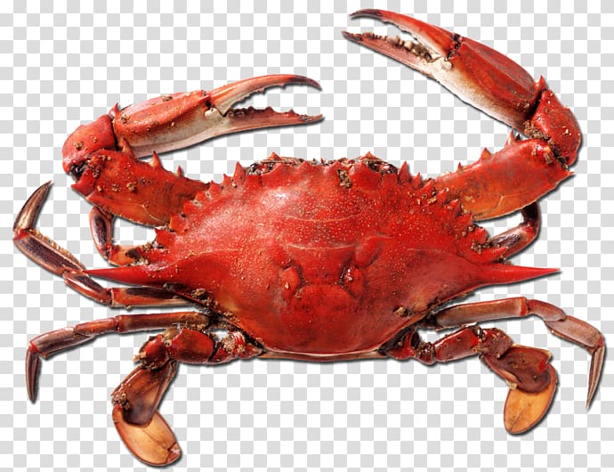 Dungeness crab King crab Freshwater crab American lobster, crab transparent background PNG clipart