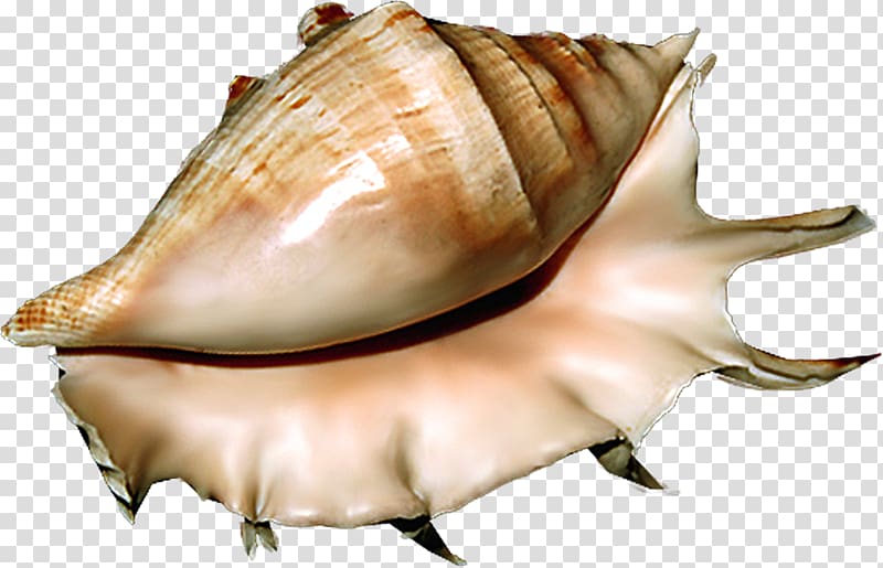 Seashell Sea snail Conchology, shells transparent background PNG clipart