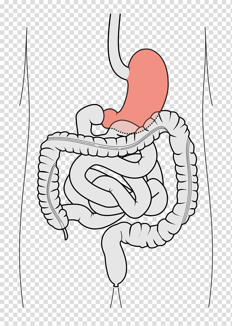 Duodenum Finger Appendix Gastrointestinal tract Small intestine, others transparent background PNG clipart