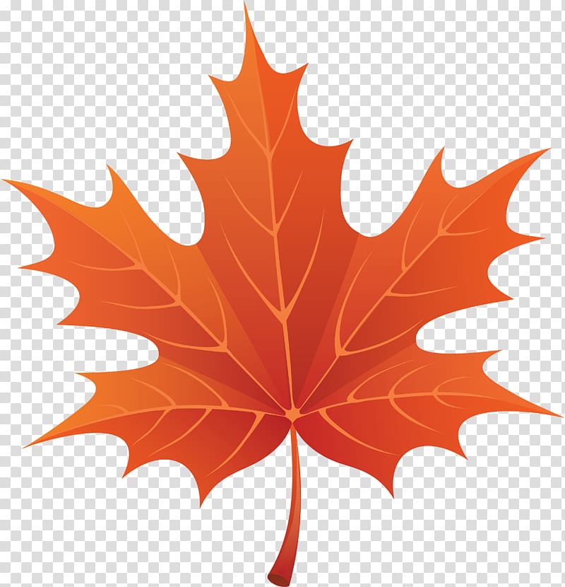 Fall Leaves Fall! Autumn leaf color, maple leaf transparent background PNG clipart