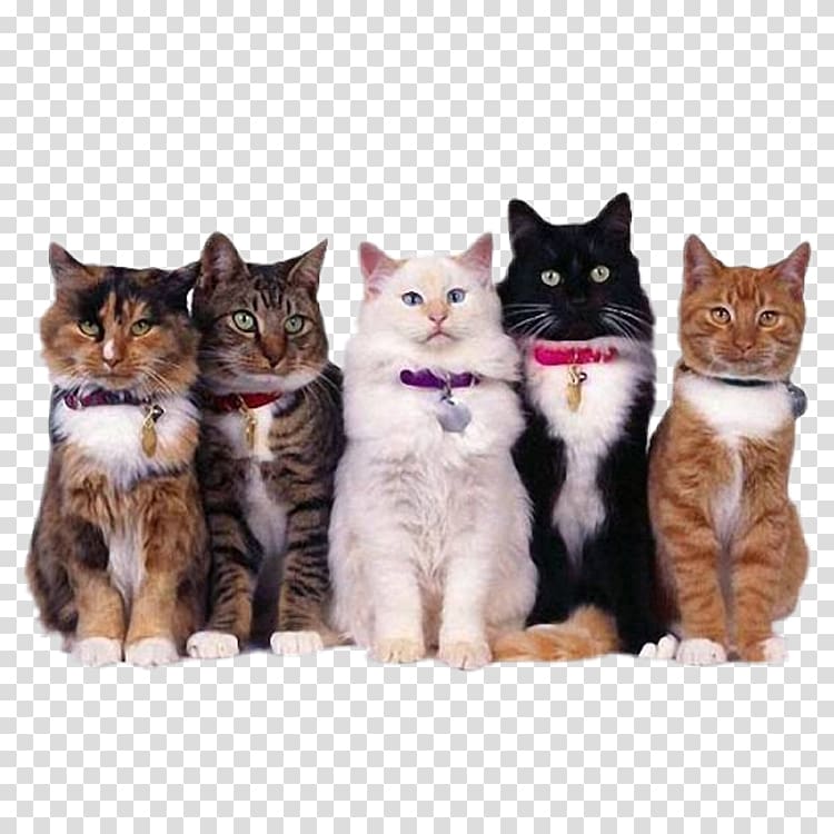 Oriental Shorthair Dog Kitten Pet Feral cat, Cat transparent background PNG clipart