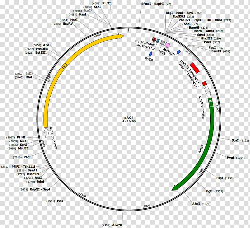 Biotinylation Protein purification Peptide, sequntial transparent background PNG clipart