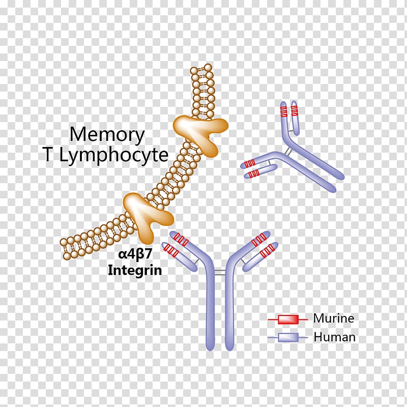 Monoclonal antibody Breast cancer Pharmaceutical drug, others transparent background PNG clipart