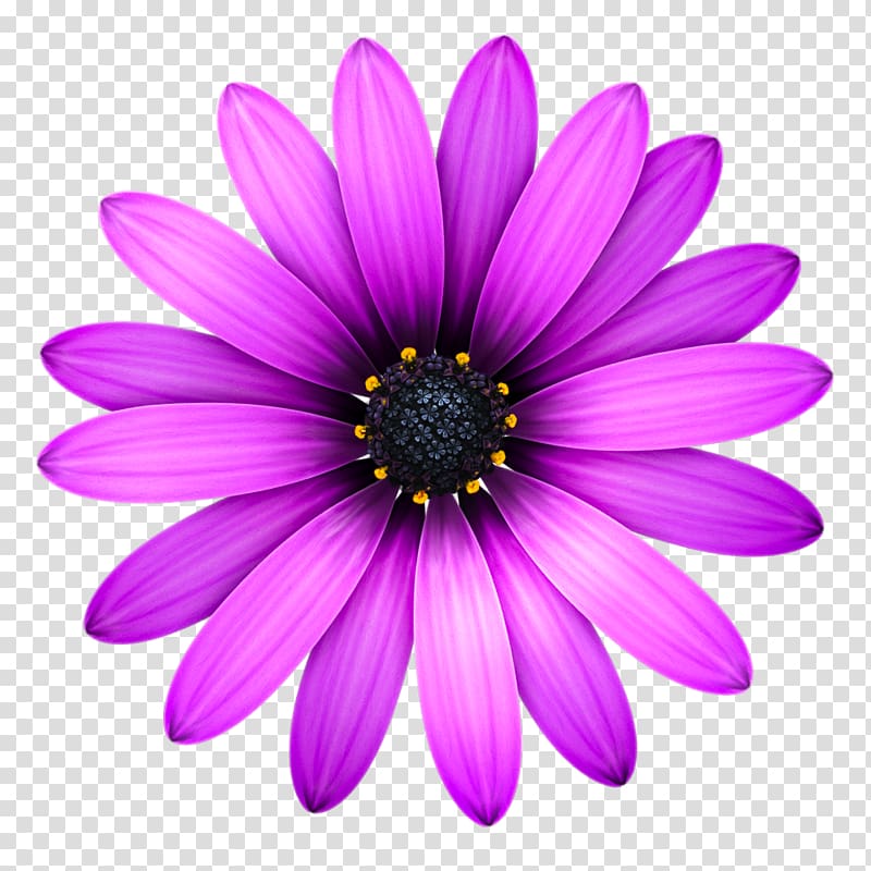 operate clipart of flowers