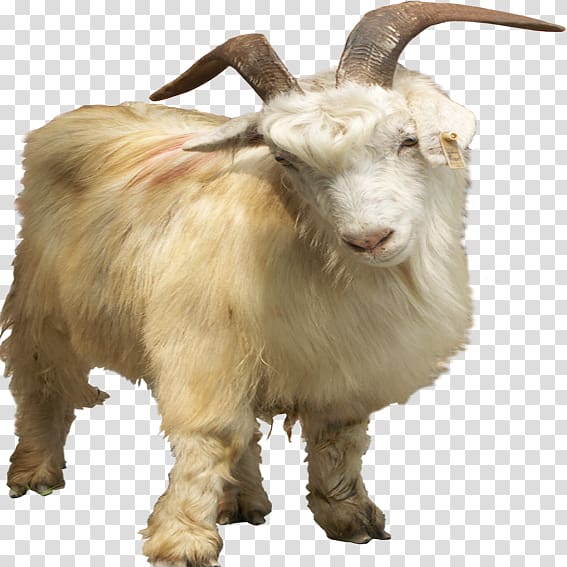 Nigerian Dwarf goat Pygmy goat Feral goat, Dwarf goats transparent background PNG clipart