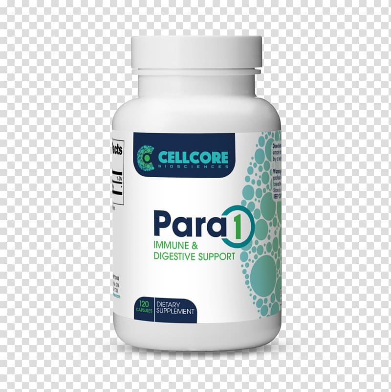 Pará 2 Pará 1 Immune system Parasitism Capsule, Mimosa pudica transparent background PNG clipart