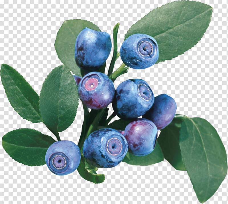 Varenye Bilberry European blueberry Vaccinium uliginosum, cranberry transparent background PNG clipart
