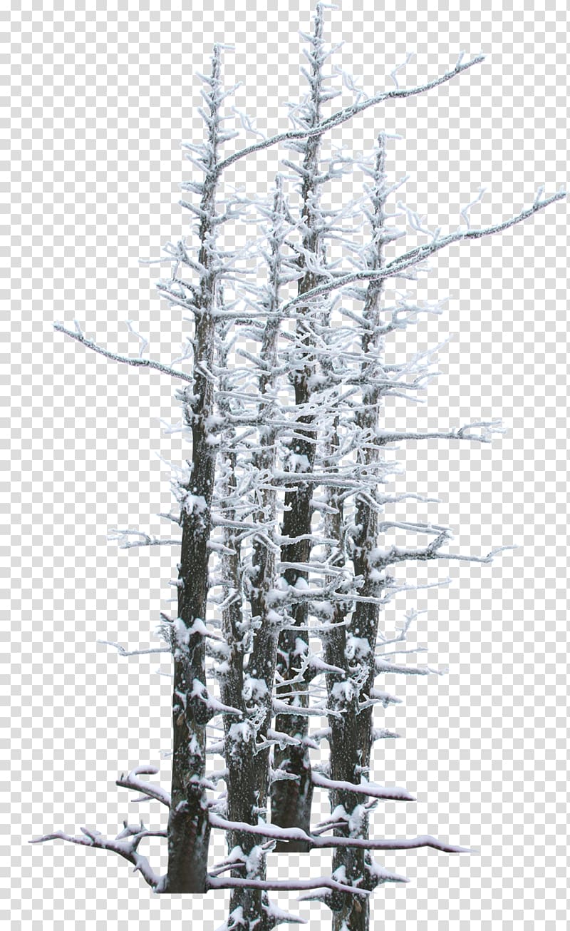Winter Snow Tree Twig, Winter snow branches theme poster transparent background PNG clipart