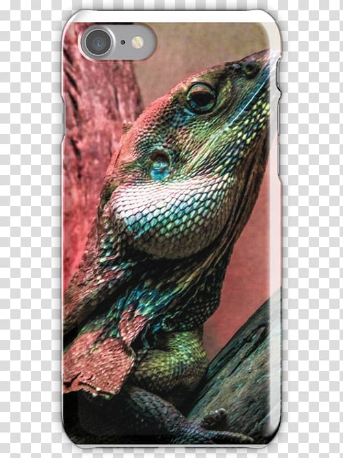 Iguanas Close-up, Frilled-neck Lizard transparent background PNG clipart