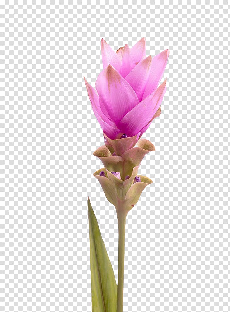 Thailand Curcuma alismatifolia Tulip Turmeric, Tulips Free pull Thailand transparent background PNG clipart