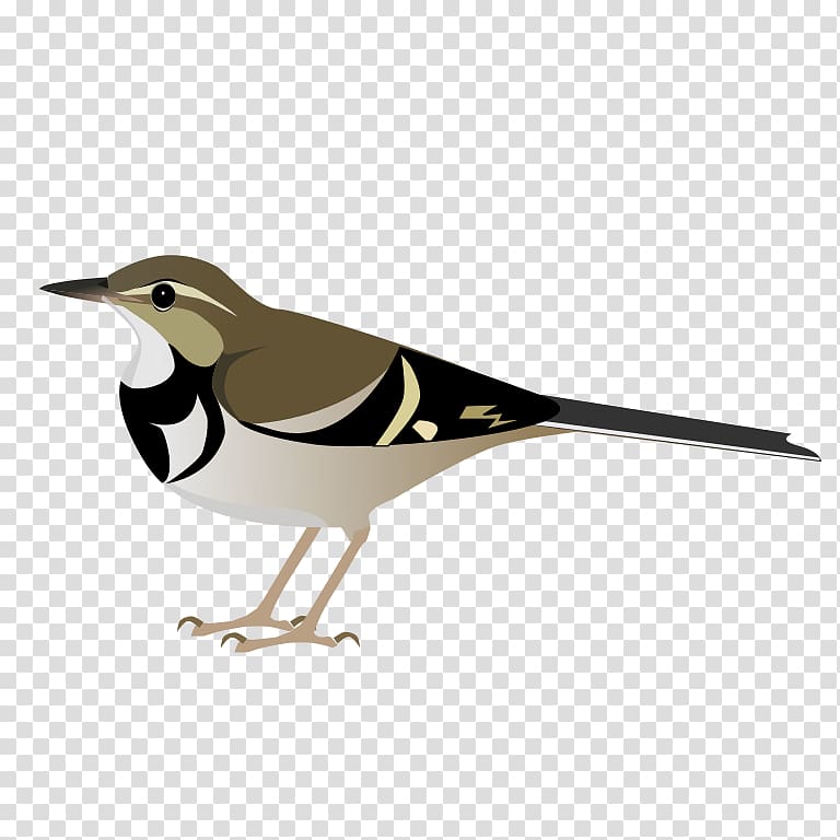 Bird Forest wagtail Vertebrate Dendronanthus, Bird transparent background PNG clipart