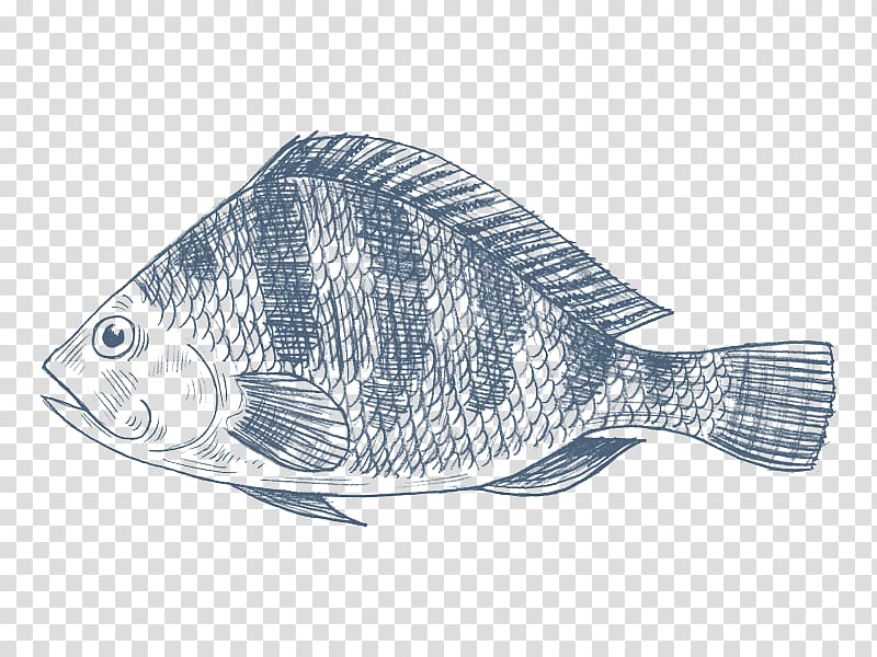 Nile tilapia Drawing Fish Oreochromis aureus, fish transparent background PNG clipart