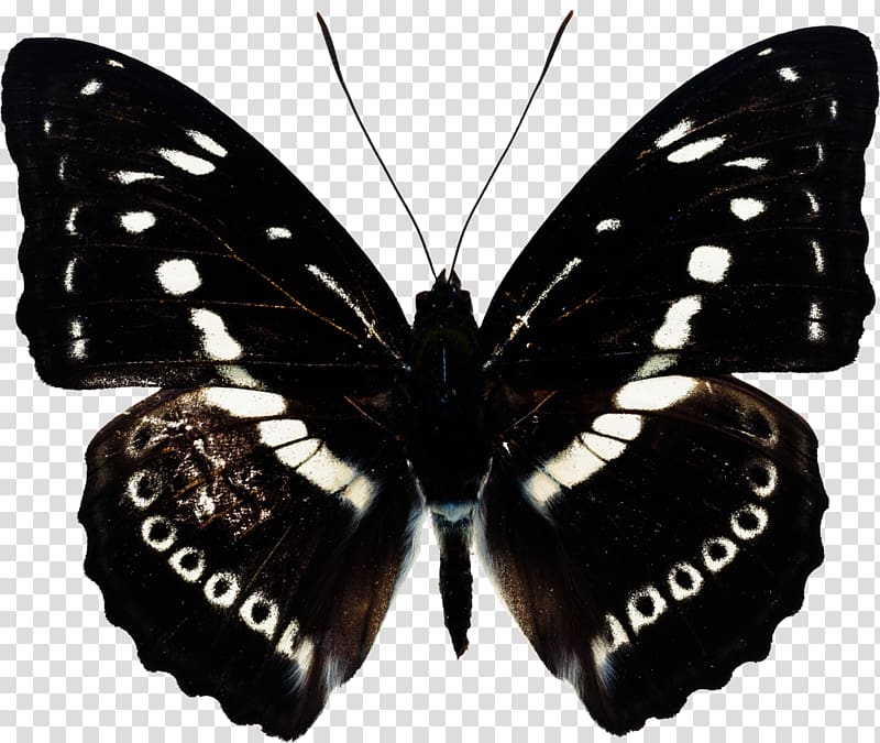 Butterfly Gaussian blur, Papillon transparent background PNG clipart