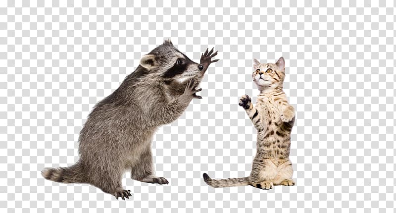 Raccoon Squirrel , Raccoons and cat fight transparent background PNG clipart