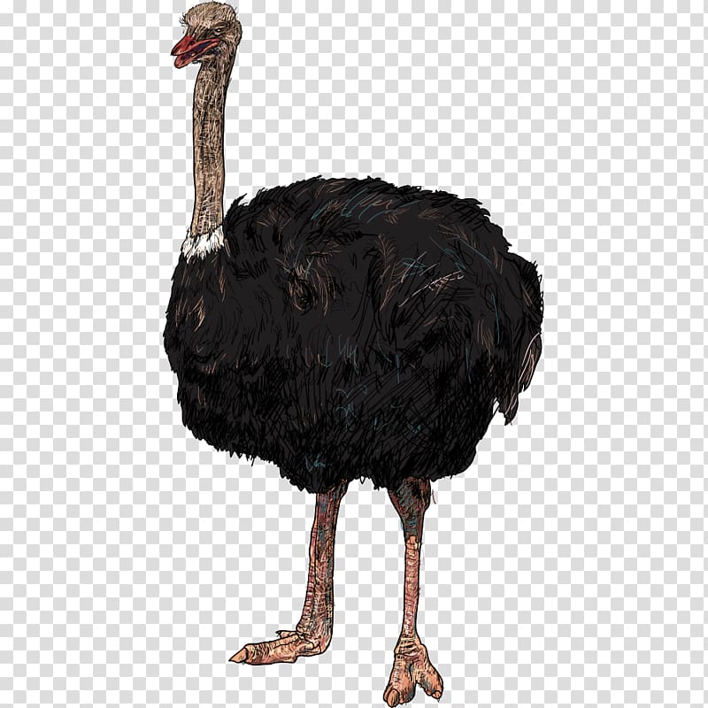 Bird Common ostrich Parrot Illustration, Black ostrich transparent background PNG clipart