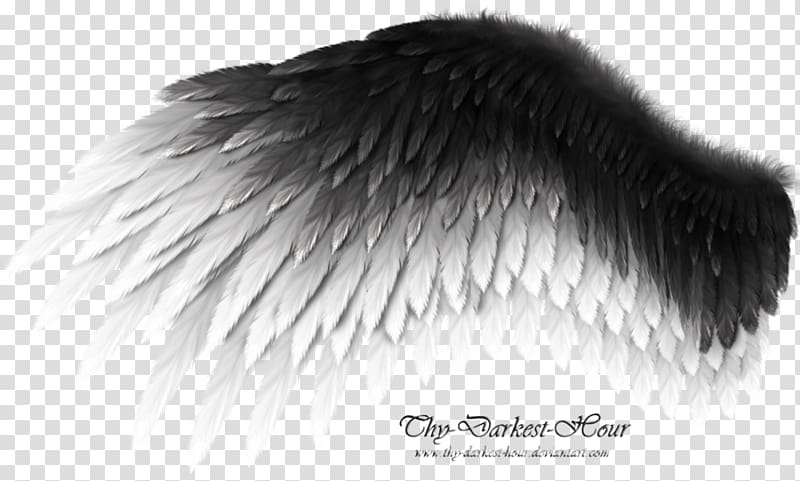 white and black wing illustration, Wing Work of art Bird, angel wings transparent background PNG clipart