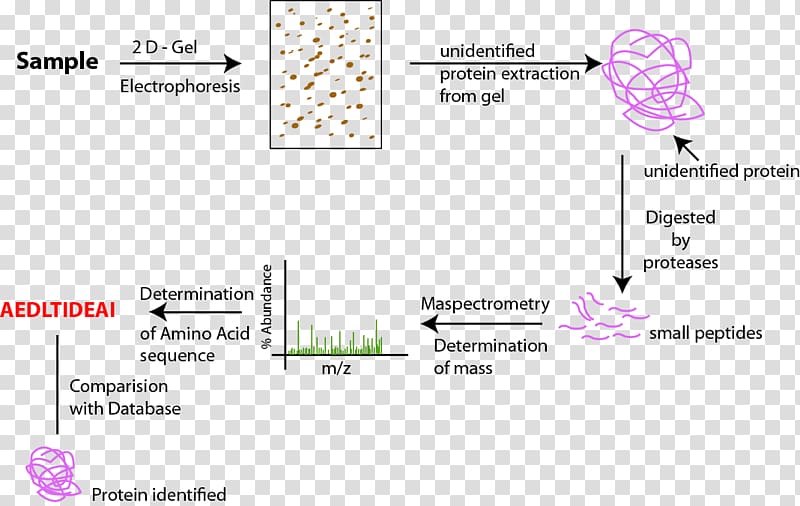 Proteomics Proteome Peptide mass fingerprinting Protein purification, others transparent background PNG clipart