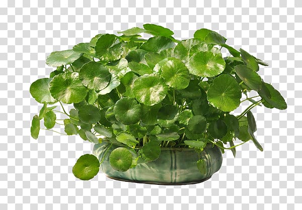 Plant Flowerpot Centella asiatica Leaf, Coins grass green water to keep material transparent background PNG clipart