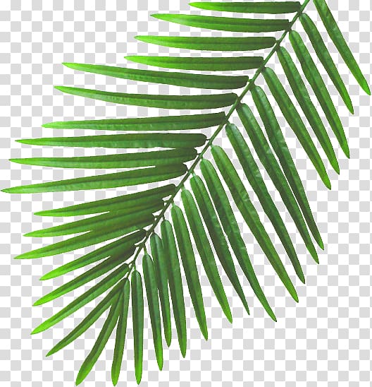 SlumberTrek Australia. Leaf Ellingworth Parade Plant stem Beach, summer banana leaves transparent background PNG clipart