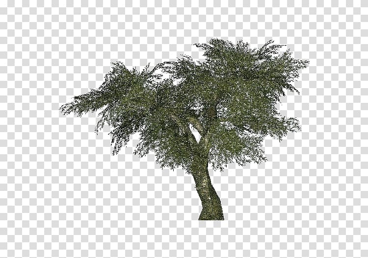 Arecaceae Tree Areca palm Albizia julibrissin Bamboo, olives transparent background PNG clipart