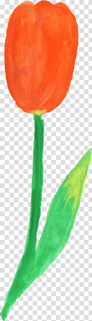 Tulip Plant stem, tulip watercolor transparent background PNG clipart