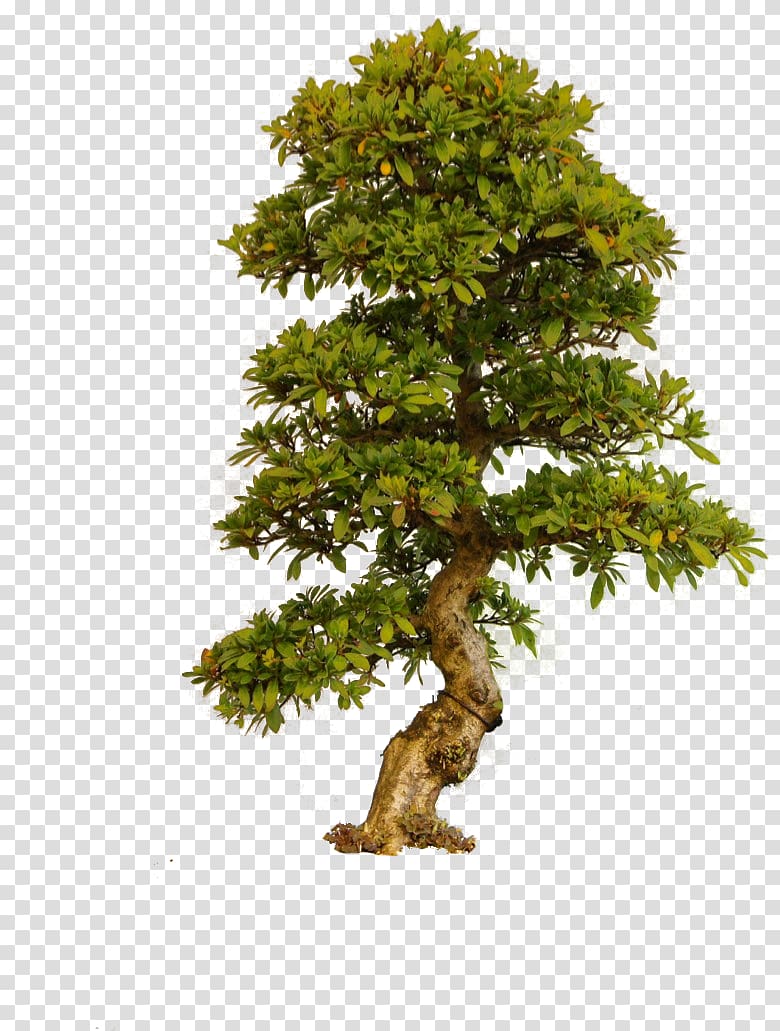 Tree , Old Tree transparent background PNG clipart