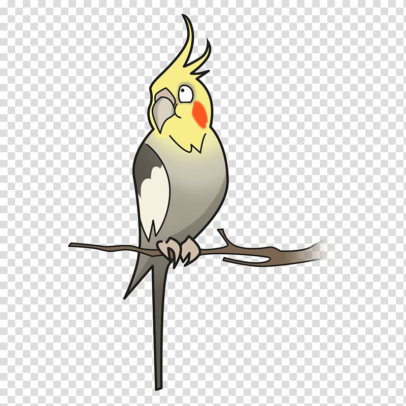 Cockatiel Bird Parakeet Cockatoo Pet, cockatoo transparent background PNG clipart