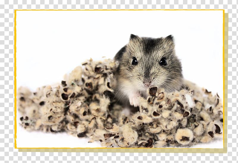 Gerbil Hamster Rat Mouse Rodent, rat transparent background PNG clipart