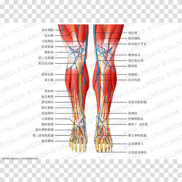 Muscle Human leg Knee Nerve Human body, arm transparent background PNG clipart