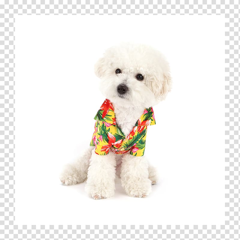 Bichon Frise Schnoodle Poodle Maltese dog Havanese dog, cute dog transparent background PNG clipart