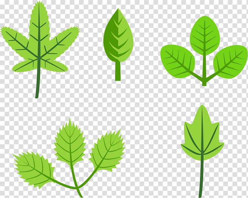 Autumn leaf color , Foliage transparent background PNG clipart