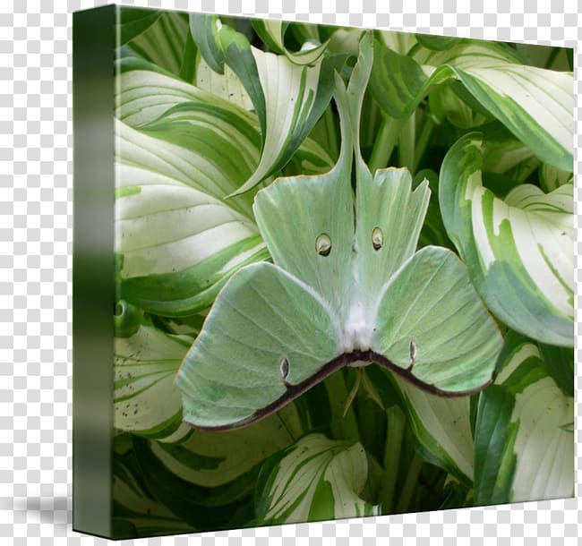 Leaf Luna Moth Duvet Clothing, Leaf transparent background PNG clipart