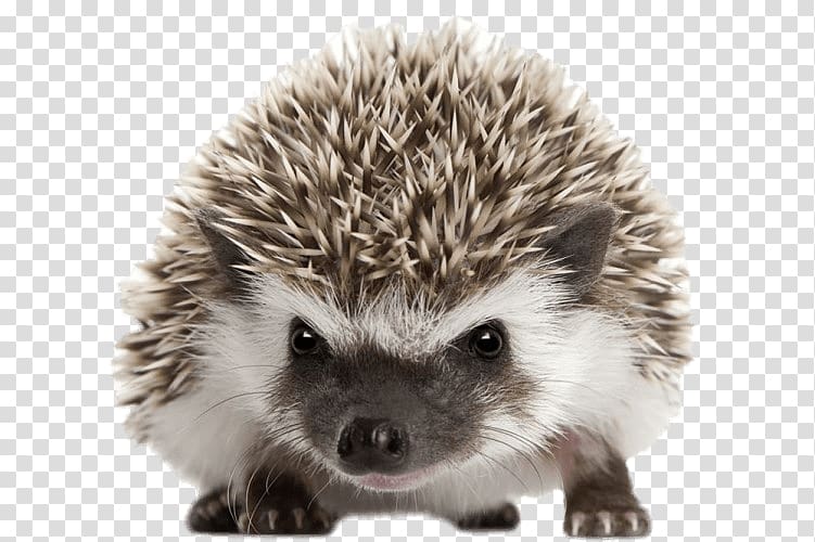gray hedgehog , Hedgehog Front View transparent background PNG clipart