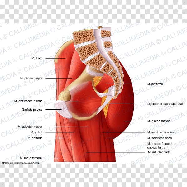 Pelvis Anatomy Muscle Thigh Muscular system, pelvis transparent background PNG clipart