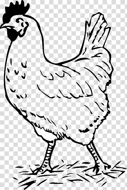 Chicken Rooster Drawing , chicken transparent background PNG clipart
