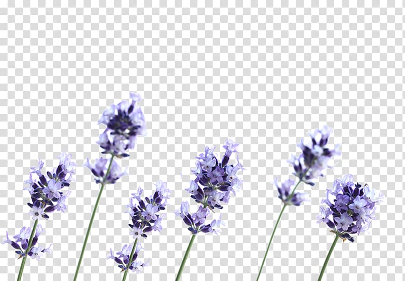 English lavender French lavender Flower Plant Petal, others transparent background PNG clipart