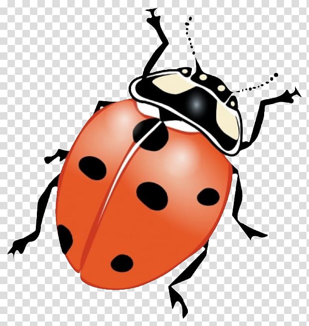 Ladybird beetle Drawing , joaninha transparent background PNG clipart