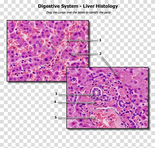Histology Liver Human anatomy Physiology, pathology lab transparent background PNG clipart