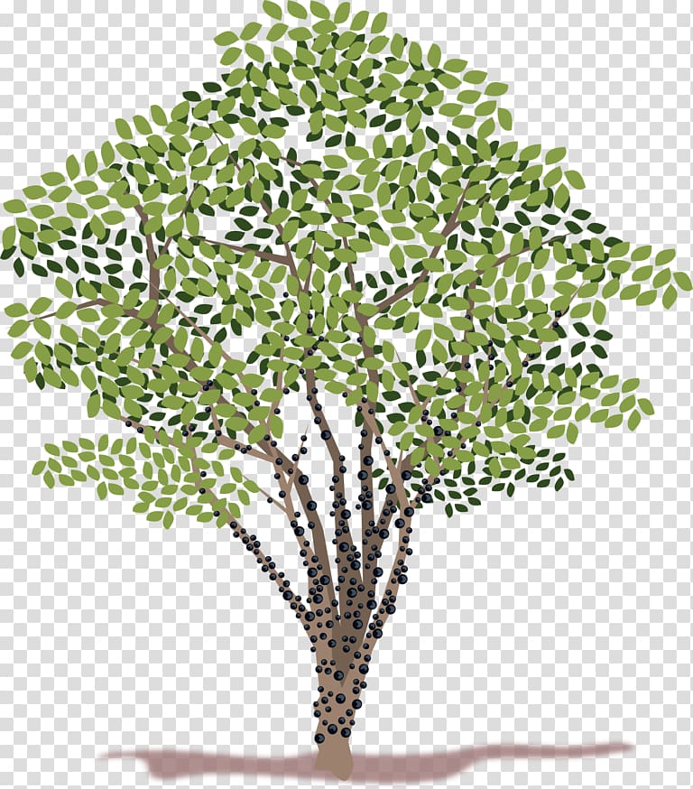 Jabuticaba Tree , tree transparent background PNG clipart