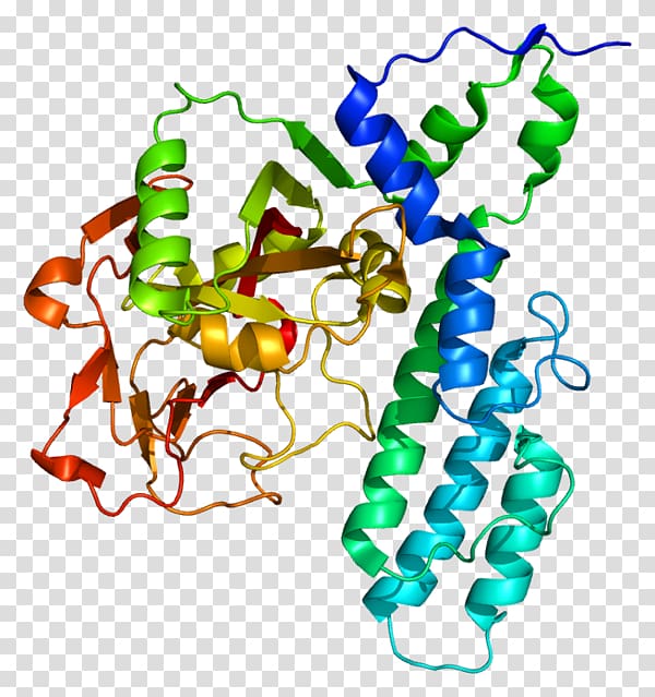 Poly (ADP-ribose) polymerase PARP3 TIPARP Gene Adenosine diphosphate, Erm Protein Family transparent background PNG clipart